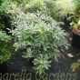 Pieris Japonica Flaming Silver 10 Litre. By Charellagardens