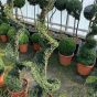 Ilex Crenata Spiral Topiary Japanese Holly 120cm. 15 Litre