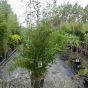 Bamboo Fargesia Robusta Campbell 25 Litre.