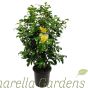 Large Yellow Camellia Plants 10 Litre Pot - Jurys Yellow 
