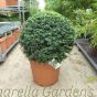 Taxus Baccatta Topiary Balls English Yew - Various Sizes