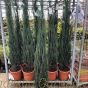 Juniperus Scopulorum Blue Arrow 150-175cm. 10 Litre - Super Quality