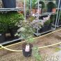 Large Acer Palmatum Red Emperor By Charellagardens.