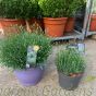 Large Lavender Plants, Angustifolia Hidcote 5 and 10 litre pots.