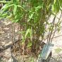 Non Invasive Black Bamboo plants. Bamboo Fargesia Black Dragon 10 Litre.