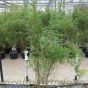 Bamboo Fargesia Jiuzhaigou. Large 10 litre plants