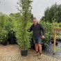 Giant Bamboo Plant Phyllostachys Aurea 200/250cm. 30 Litre