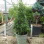 Bay Tree pyramid in our new Tall Mayfair Planter