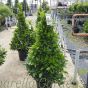 Pyramid Bay Trees. 120-125cm Tall Inclusive of pot