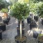 1/4 Standard Bay Trees for sale 95-100cm tall. Delivery by Charellagardens