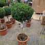 Standard Buxus Plants In Various Stem And Head Sizes