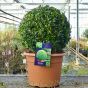 30/35cm Buxus Ball 7.5 Litre pot - Delivery by Charellagardens