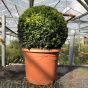 Buxus Sempervirens Ball 35cm Diameter. Height Inclusive of pot 50-55cm