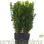 Established 2 litre Pot Grown Buxus Hedging Plants by Charellagardens.