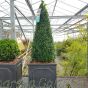 Reday potted 70cm+ Buxus Pyramid cone. In 32cm Chelsea Planter