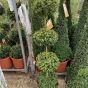 Buxus 4 Ball Topiary Plants - Very Best Quality