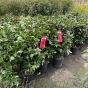 Large Red Flowering Camellia Plants Black Lace  80-100cm. 10 Litre