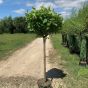 Catalpa Bignonioides Nana - Indian Bean Tree 1/2 Standard 150cm Stem