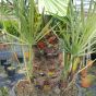 Chamaerops Humilis Winter Hardy Palm Trees by Charellagardens