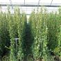 Star Jasmine Trachelospermum Jasminoides - Large plants 7.5 Litre Pot.