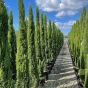 Cupressus Sempervirens Totem Extra Large By Charellagardens 250cm+