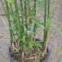 Bamboo Semi Arundinaria Fastuosa