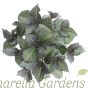 Hydrangea Macrophylla Dark Angel Purple 5 Litre