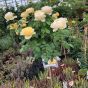 Standard English Garden Rose, Rose Charlotte. 