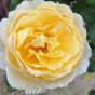 Standard English Garden Rose, Rose Charlotte. 