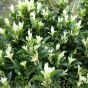 Euonymus Paloma Blanca. Large 9 litre plants delivery by Charellagardens