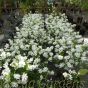 Exochorda Racemosa Niagara. Large 10 Litre plants.