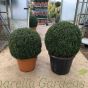 Extra Large Buxus Balls 70/80cm or 80/90cm.

