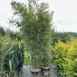 Extra Large Black Bamboo Plants - Phyllostachys Nigra.
