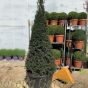 Extra Large Taxus Topiary Cones.