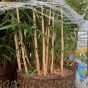 Bamboo Fargesia Robusta Campbell 7.5 Litre.