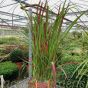 Imperata Cylindrica Red baron. Large Plants in a 5 litre pot.