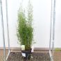 Red Dragon Bamboo. Bamboo For Shaded Areas 15 Litre pots - Delivery by Charellagardens