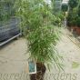 Bamboo Fargesia Asian Wonder 5 Litre
