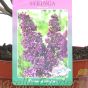 Syringa Vulgaris Lilac Tree Ludwig Spath