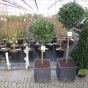 1/2 Standard Bay Tree in Traditional 38cm Chelsea Planter