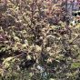 Palmatum Metamorphosa a brand new introduction, first showcased at Chelsea 2018 - March 2019