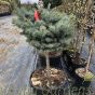 Standard Picea Pungens Glauca Globosa 30 Litre