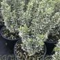 Large Euonymus White Spire Plants Delivery by Charellagardens 
