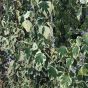 Large Variegated Climbing Ivy 'Hedera Colchica Dentata' 2 Metres