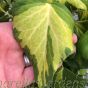 Large Variegated Climbing Ivy 'Hedera Sulphur Heart' 2 Metres