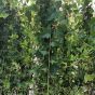 Large Climbing Ivy Plants 10 Litre Pot Minimum Delivered Height 2 Metres.