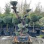 Mature Chunky Gnarled Trunk Olive Tree Bonsai Pot. Stunning Plants