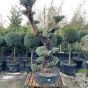 Mature Chunky Gnarled Trunk Olive Tree Bonsai Pot. Stunning Plants