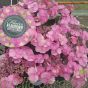 Hydrangea Flair and Flavours Cotton Candy July 2016