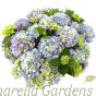 Hydrangea Royalty Collection 'Early Blue' Large plants in 7.5 litre pots - July 2018